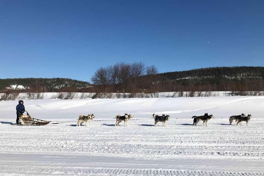 Rovaniemi: Husky Experience and Sled Ride with Pro Photos - The pro photo delivery: real value, not just a souvenir