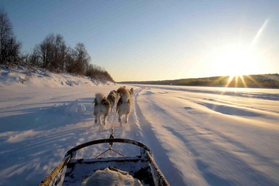 Rovaniemi: Husky Experience and Sled Ride with Pro Photos - Price and value: what you’re really paying for ($206)