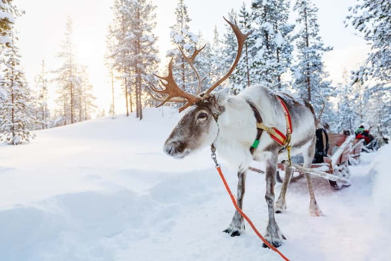 Rovaniemi: Husky Farm and Reindeer Experience - Who this tour suits best (and who should think twice)