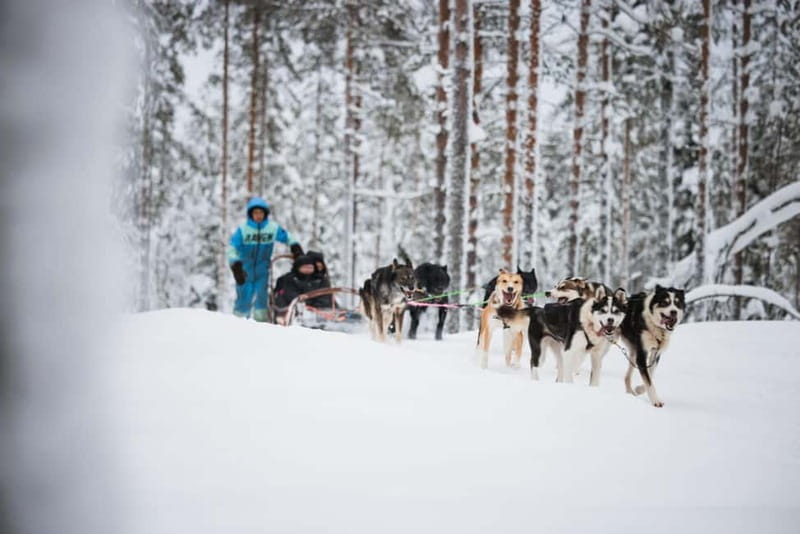 Rovaniemi: Husky Farm and Reindeer Experience - A 4-hour animal day that feels like two Arctic worlds