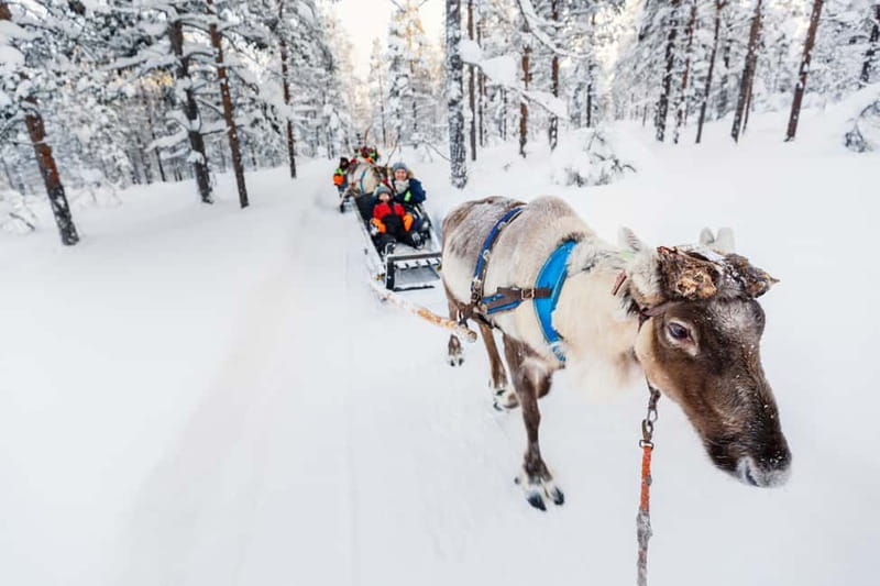 Rovaniemi: Husky Farm and Reindeer Experience - Reindeer Manor: herding stories you can actually connect to