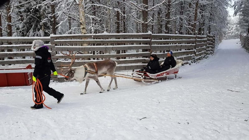 Rovaniemi: Husky Farm and Reindeer Experience - Meeting Alaskan huskies: energetic, friendly, and very close up