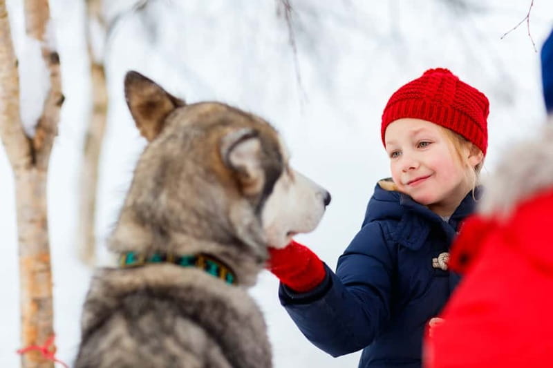 Rovaniemi: Husky Farm and Reindeer Experience - How to stay warm when the day moves fast