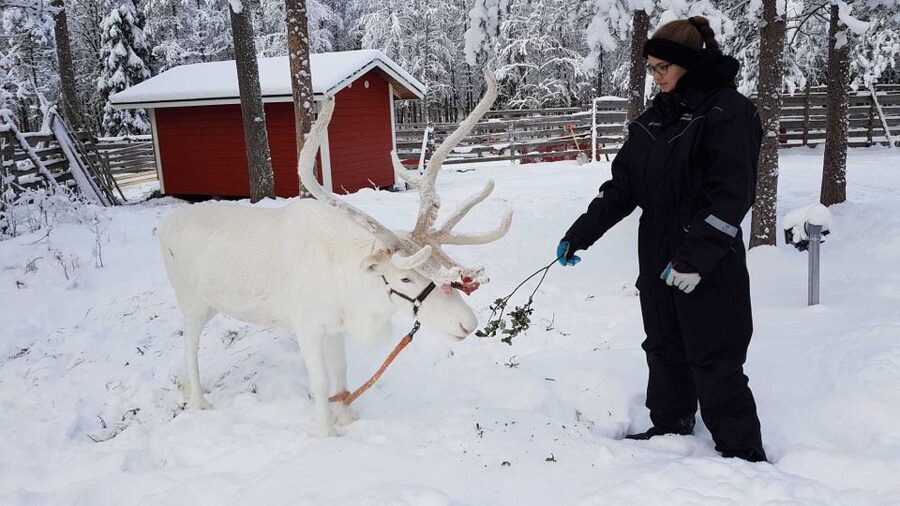 Rovaniemi: Husky Farm and Reindeer Experience - Price and value: is $192 really fair?