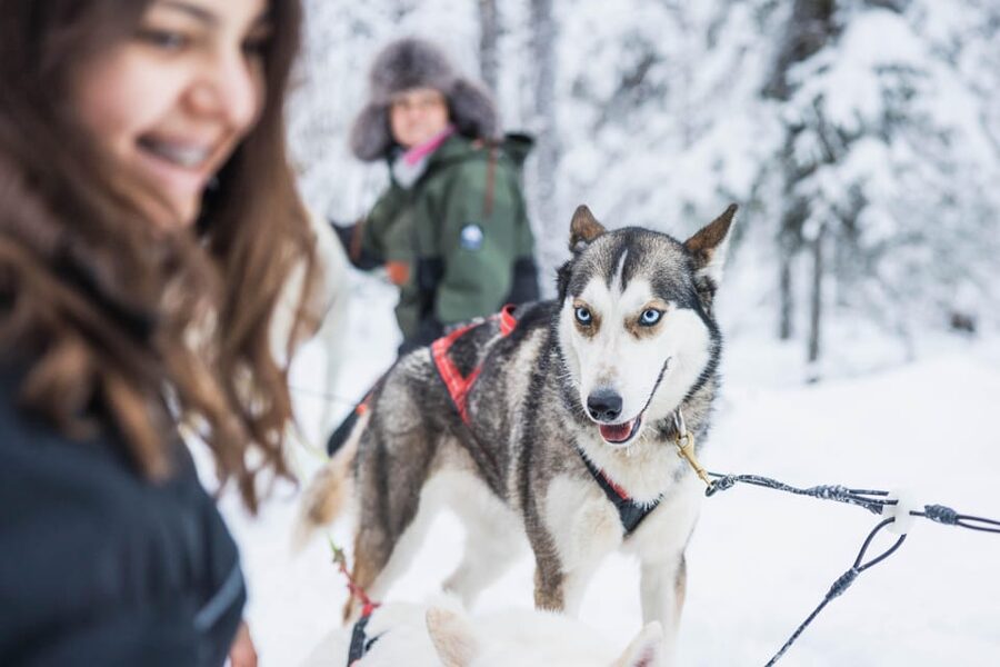 Rovaniemi: Husky Farm Visit with a Sledge Ride - Santa Claus Village or City Office: Your Starting Point in Rovaniemi