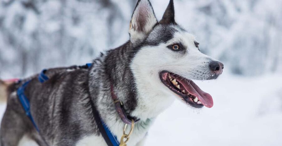 Rovaniemi: Husky Farm Visit with a Sledge Ride - Should You Book This Rovaniemi Husky Farm Tour?