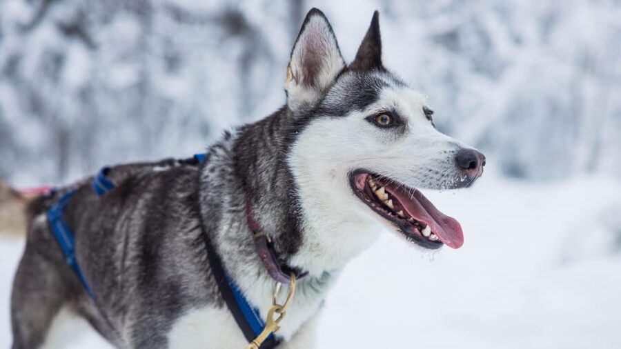 Rovaniemi: Husky Farm Visit with a Sledge Ride - Transfer Day Flow: Why Timing Can Feel a Bit Wild