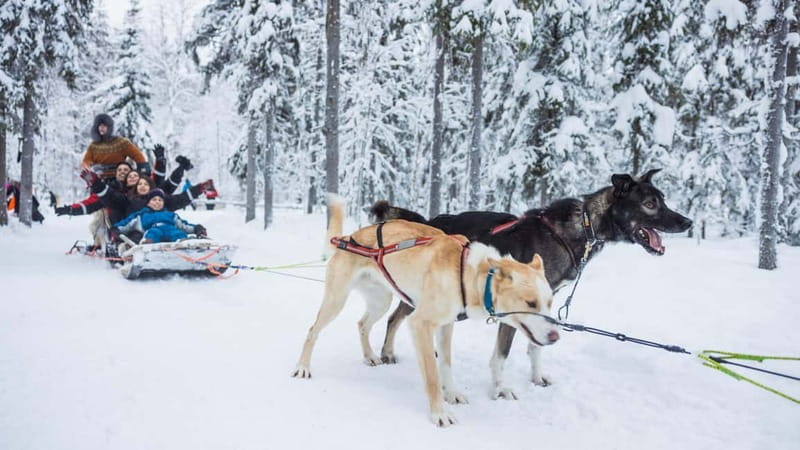 Rovaniemi: Husky & Reindeer Experience with Snowmobile Ride - Logistics That Change the Experience: Licenses, Shared Rides, and Liability