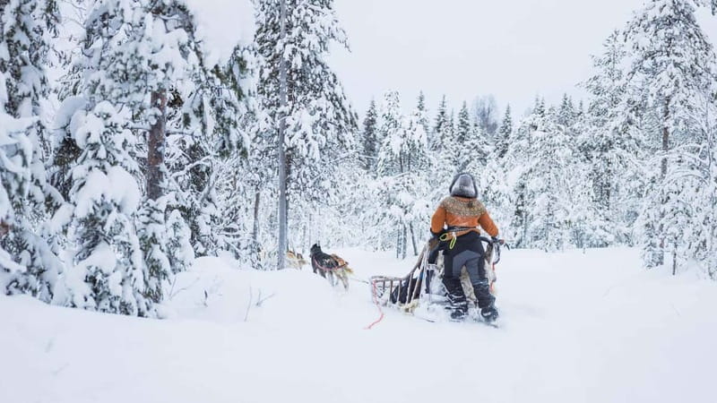 Rovaniemi: Husky & Reindeer Experience with Snowmobile Ride - Husky Sleigh Ride: 500 Meters With a Lot of Dog Energy