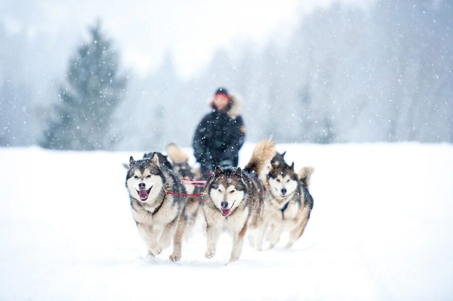 Rovaniemi: Husky Safari on a Snowy Trail - Key things to know before you go