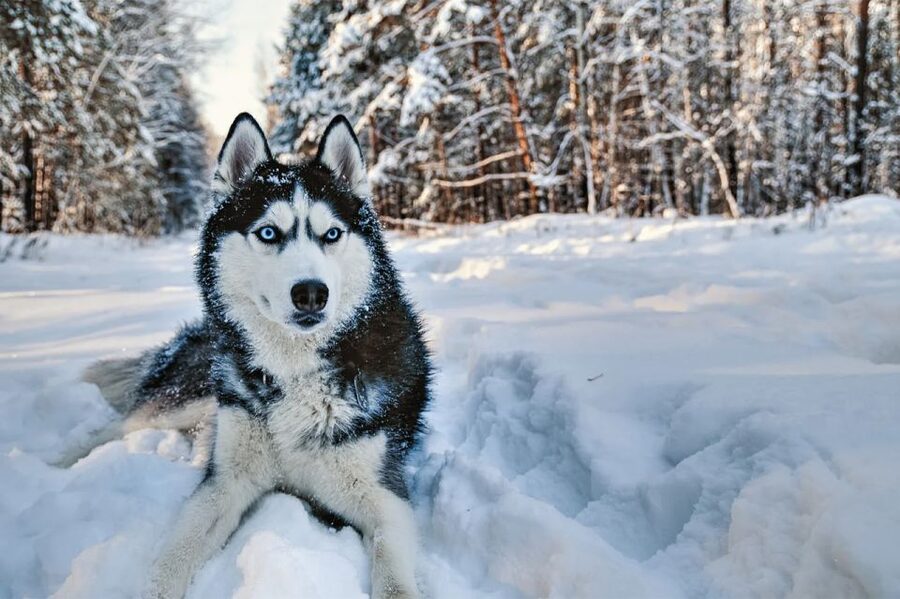 Rovaniemi: Husky Safari on a Snowy Trail - Why this husky safari in Rovaniemi feels genuinely Lapland