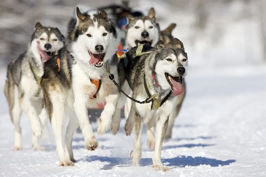 Rovaniemi: Husky Safari on a Snowy Trail - Your husky sled ride: 10km of driving, not just watching