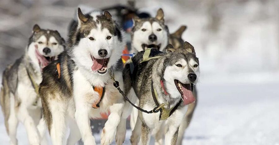 Rovaniemi: Husky Safari on a Snowy Trail - From pickup to husky farm: what the first hour feels like