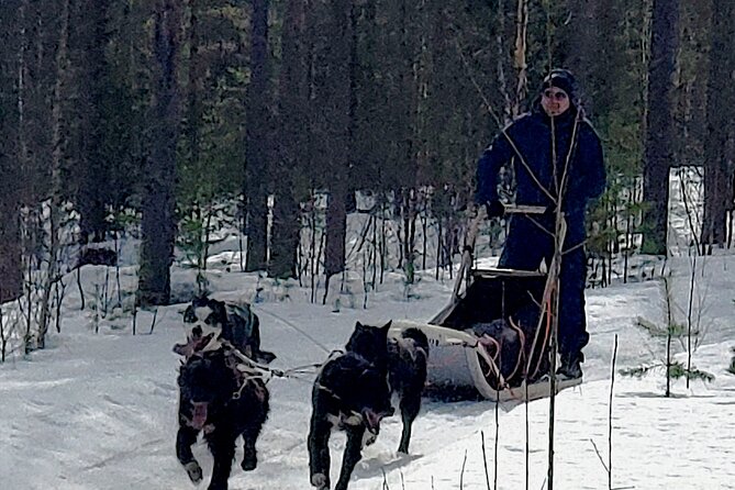 Rovaniemi Husky Safari - Self Drive Adventure 6-10km + BBQ - From Red Kiosk to Snow Suit: Getting Ready the Right Way