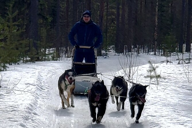 Rovaniemi Husky Safari - Self Drive Adventure 6-10km + BBQ - The Self-Driving Husky Safari (6–10 km): Calm for Passengers, Thrill for Drivers
