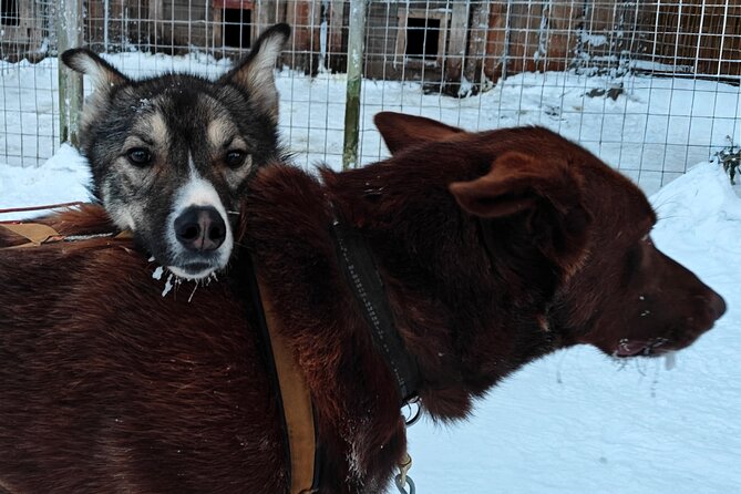 Rovaniemi Husky Safari - Self Drive Adventure 6-10km + BBQ - After the Sled: Dog Time, Kota Warmth, and a BBQ That Actually Feels Like a Reward