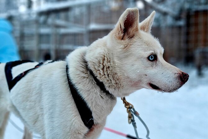 Rovaniemi Husky Safari - Self Drive Adventure 6-10km + BBQ - Price and Value: What You’re Really Paying For
