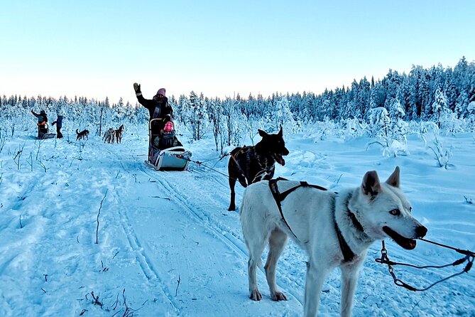 Rovaniemi Husky Safari - Self Drive Adventure 6-10km + BBQ - Who This Husky Safari Fits Best (and Who Might Want a Different Option)