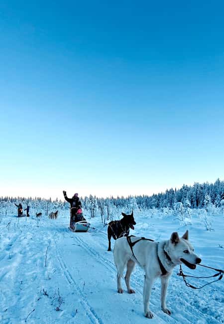 Rovaniemi: Husky Safari with Transfers & BBQ - What Makes This Husky Safari Work So Well in Lapland