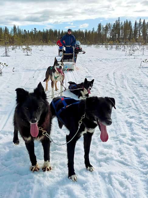 Rovaniemi: Husky Safari with Transfers & BBQ - The 6–10 km Self-Driven Husky Safari: What It Feels Like
