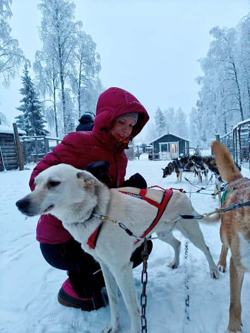 Rovaniemi: Husky Safari with Transfers & BBQ - Meeting the Huskies Up Close: Cuddles That Actually Matter