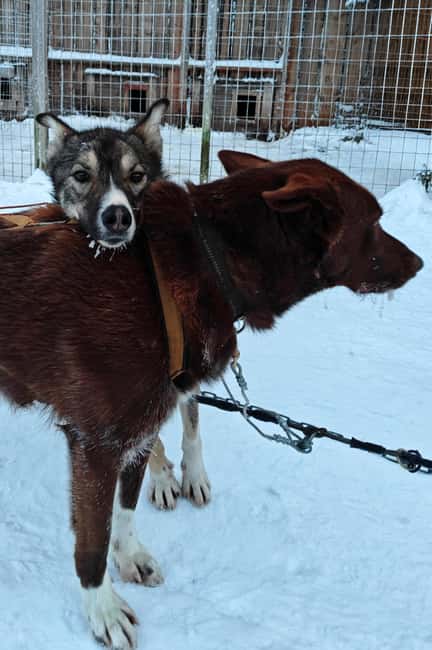 Rovaniemi: Husky Safari with Transfers & BBQ - Cold-Weather Reality: What to Bring So You Don’t Fuss Later