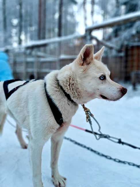 Rovaniemi: Husky Safari with Transfers & BBQ - Who This Husky Safari Fits Best (and Who Should Skip It)
