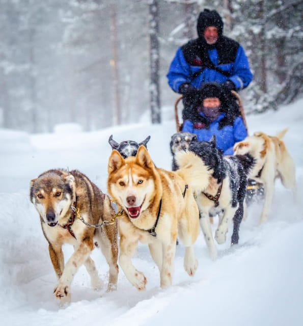 Rovaniemi: Husky Sled Ride and Farm Visit - Seasonality: When Husky Sledding Is Actually Running