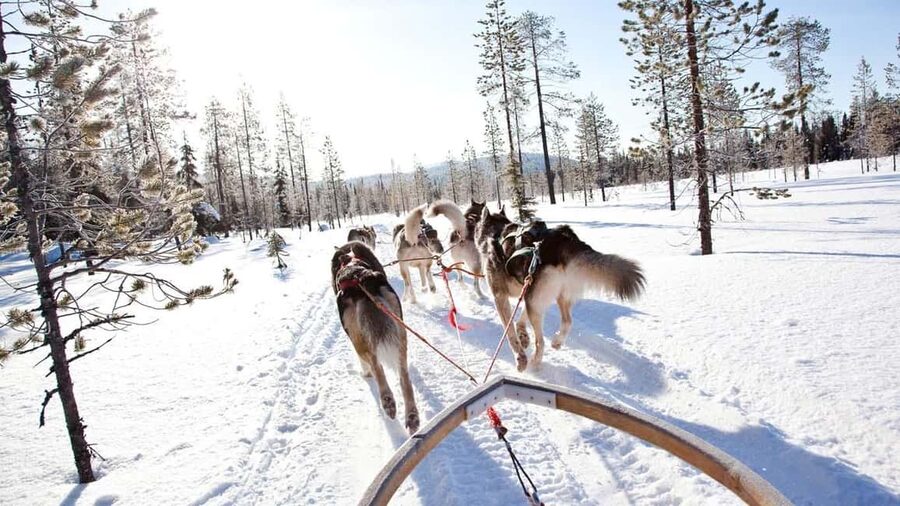 Rovaniemi: Husky Sled Ride and Farm Visit - The Husky Welcome: Close Encounters Before You Sit on the Sleigh