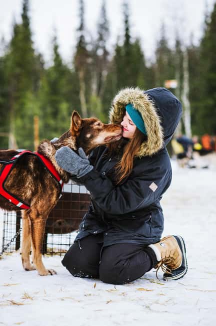 Rovaniemi: Husky Sled Ride and Farm Visit - Safety Briefing and the Reality of Husky Sledding