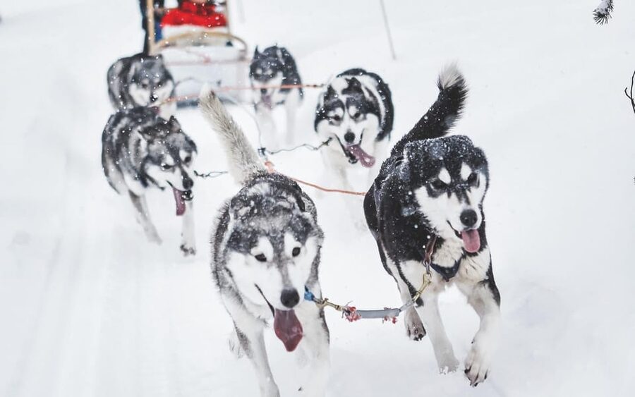 Rovaniemi: Husky Sled Ride and Farm Visit - Farm Time and Husky Care Talk in a Heated Hut