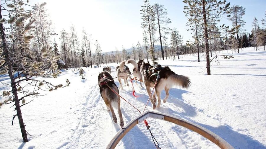Rovaniemi: Husky Sled Ride and Farm Visit - Guides, Tone, and the Kindness Factor