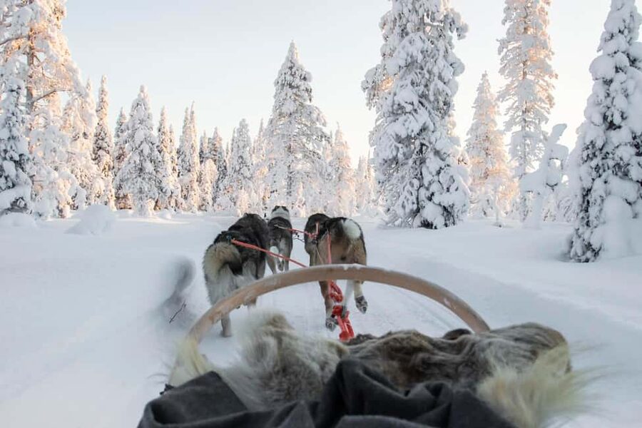 Rovaniemi: Husky Sled Ride and Farm Visit - What Happens From Pickup to Arrival (Central Rovaniemi Makes It Easy)