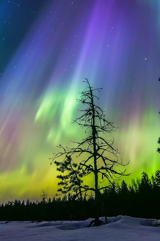 Rovaniemi: Ice Floating in Forest Lake with Aurora Borealis - What Happens During the 2.5 Hours: From Check-In to Hot Gingerbread