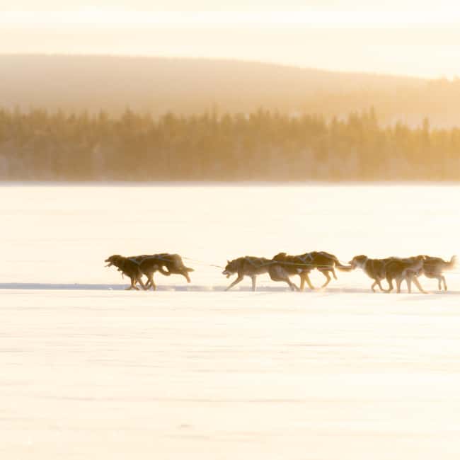 Rovaniemi: Insider 10 km Husky Sled Ride - The Husky Farm Meet-and-Greet and Kota Warm-Up