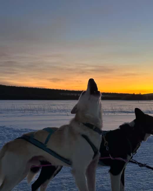 Rovaniemi: Insider 10 km Husky Sled Ride - The 10 km Husky Sled Ride Through Quiet Private Forests