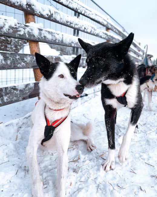 Rovaniemi: Insider 10 km Husky Sled Ride - Kota Snacks, Extra Husky Time, and Learning the Dogs as Individuals