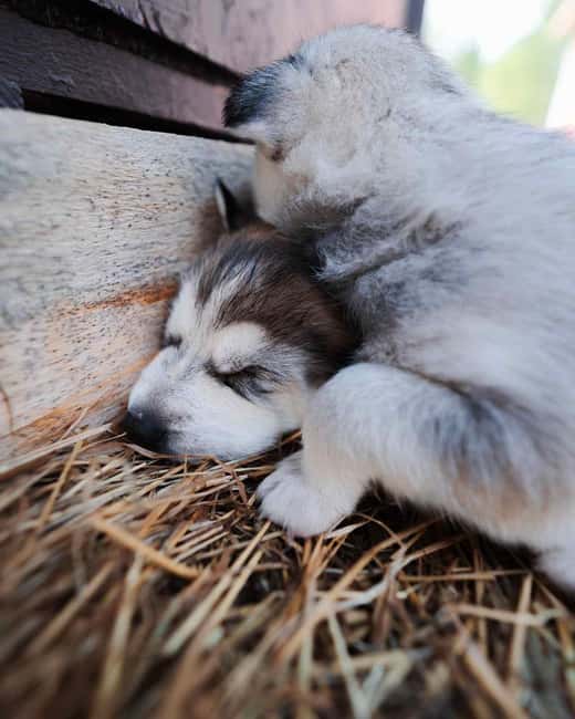 Rovaniemi: Insider 10 km Husky Sled Ride - Price and Value: What $269 Per Person Really Buys