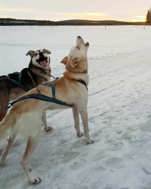 Rovaniemi: Insider 10 km Husky Sled Ride - Should You Book This 10 km Husky Ride in Rovaniemi?