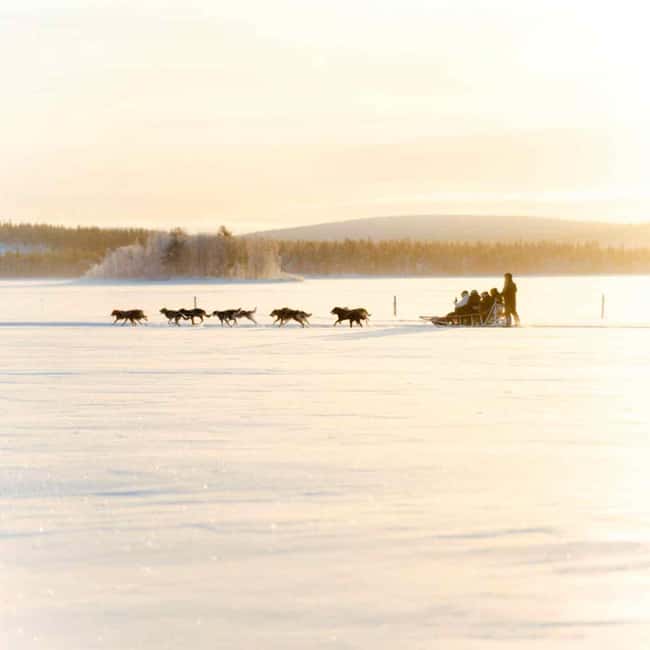Rovaniemi: Insider 10 km Husky Sled Ride - Training That Helps First-Timers Feel in Control