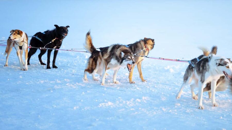 Rovaniemi: Insider 5km Husky Self Drive Tour - Warm up the right way: kota fire, berry juice, and Finnish biscuits