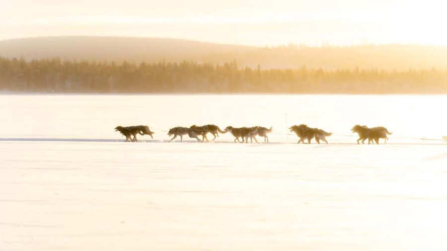 Rovaniemi: Insider 5km Husky Self Drive Tour - Meet the huskies up close: handlers, names, and the calm after the run