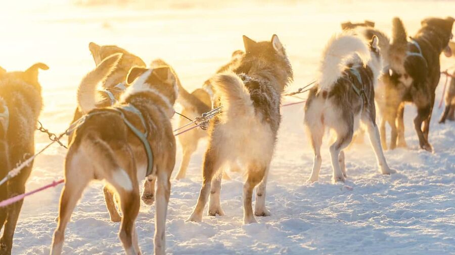 Rovaniemi: Insider 5km Husky Self Drive Tour - Should you book the Rovaniemi Insider 5 km Husky Self-Drive Tour?