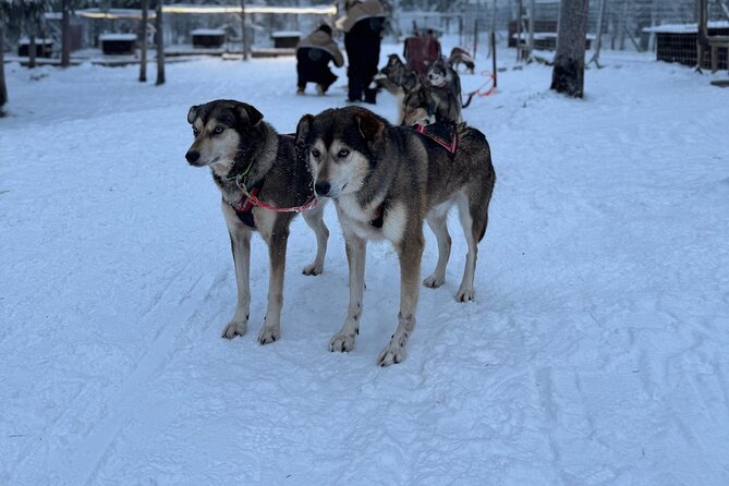 Rovaniemi Lapland Husky Experience 5km - Families and sled sharing: who rides with whom