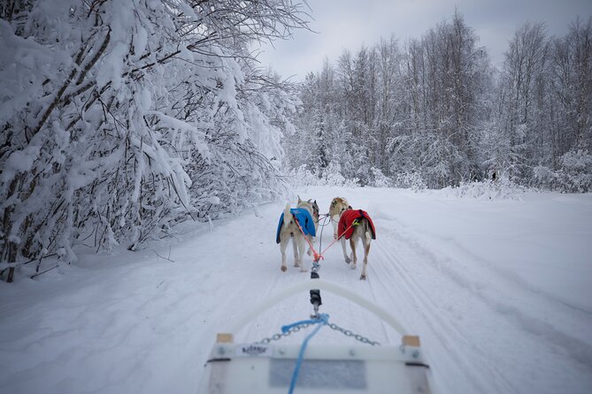 Rovaniemi Lapland Husky Experience 5km - Cold-weather checklist: what to wear so the ride stays fun