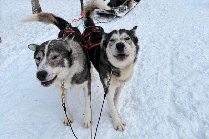 Rovaniemi Lapland Husky Experience 5km - Price and value: is $204.46 worth it?