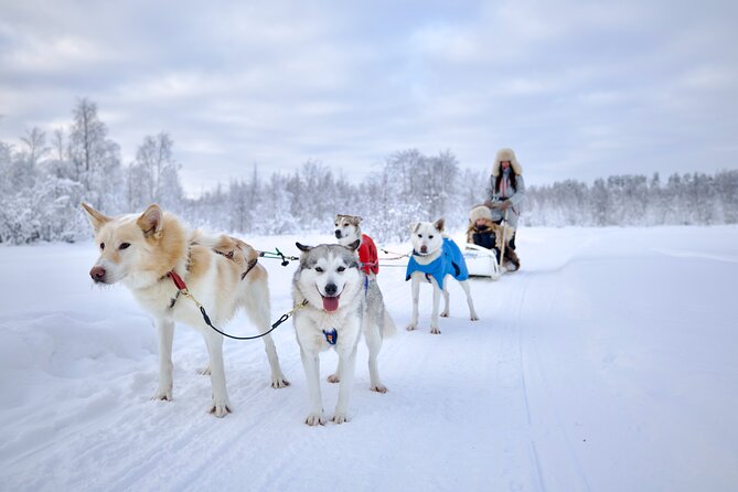 Rovaniemi Lapland Husky Experience 5km - Getting there: Maakuntakatu 31, pickup timing, and how not to freeze