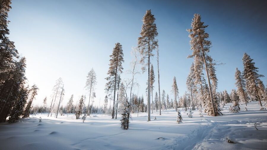 Rovaniemi: Lapland Ski Trekking Safari - The trek itself: deep snow, forest glide, and Arctic details
