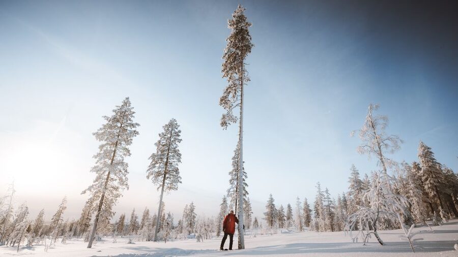 Rovaniemi: Lapland Ski Trekking Safari - Timing, group size, and pace: how to plan your day