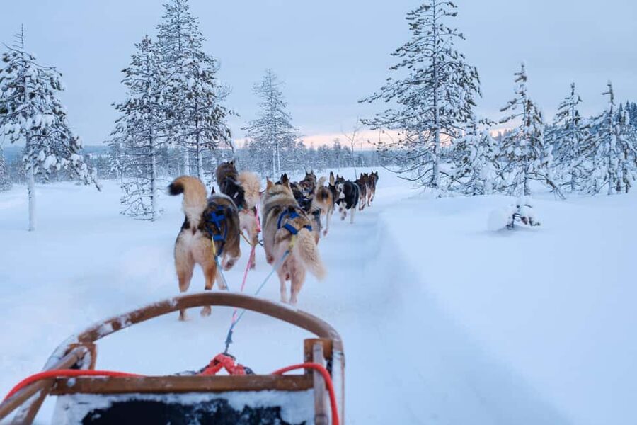 Rovaniemi: Lapland Wilderness Husky Safari 7,5 km - Pickup, Van Rides, and the Real 4-Hour Rhythm